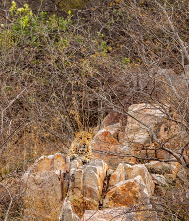 leopard